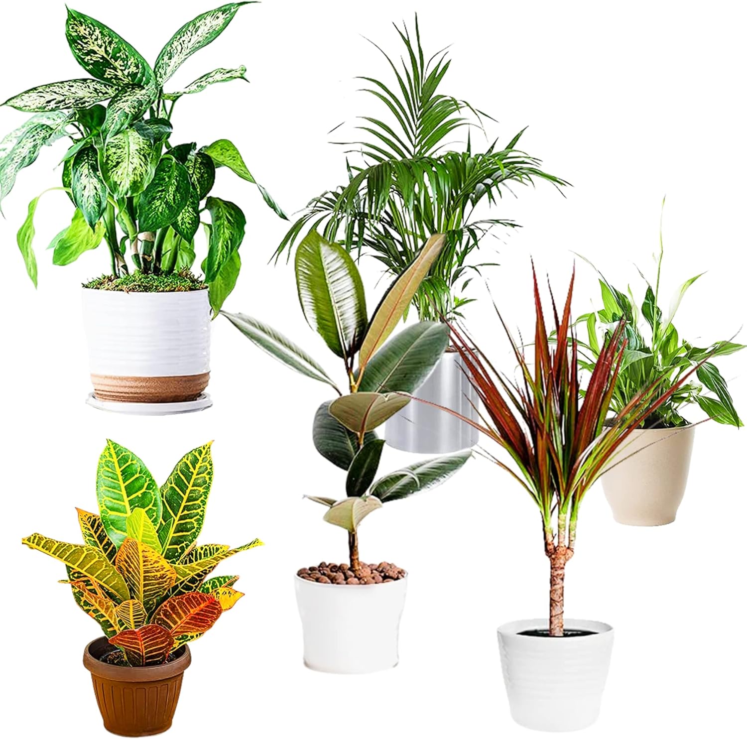 Featured image for “House plant set”
